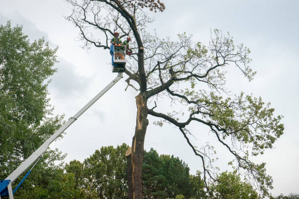 Palm Tree Trimming in Burke Centre, VA